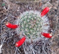Fishhook pincushion cactus close-up Royalty Free Stock Photo