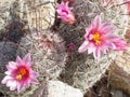 Fishhook Pincushion cactus Flowering in AZ desert