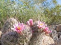 Fishhook Pincushion cactus flowering outdoors AZ