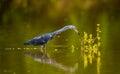 Fishing Adult Little Blue Heron