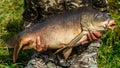 Fishing adventures, carp fishing. Mirror carp Cyprinus carpio, freshwater fish. Angler with a big carp fishing trophy.Sunrise