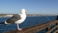 Fishing angling tackle or gear on pier. California USA. Sea ocean seagull bird, rod or spinning. Royalty Free Stock Photo