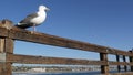 Fishing angling tackle or gear on pier. California USA. Sea ocean seagull bird, rod or spinning. Royalty Free Stock Photo