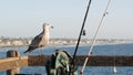 Fishing angling tackle or gear on pier. California USA. Sea ocean seagull bird, rod or spinning. Royalty Free Stock Photo