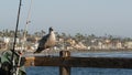 Fishing angling tackle or gear on pier. California USA. Sea ocean seagull bird, rod or spinning. Royalty Free Stock Photo