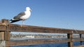 Fishing angling tackle or gear on pier. California USA. Sea ocean seagull bird, rod or spinning. Royalty Free Stock Photo