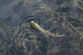 Fishing background of caught chub fish trophy in water