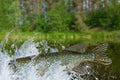 Fishing. Tail of pike fish jumping with splashing in water Royalty Free Stock Photo