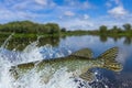 Fishing. Tail of pike fish jumping with splashing in water Royalty Free Stock Photo