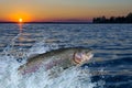 Trout fish jumping with splashing in water