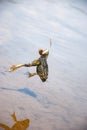 Fishing. Bait for cat-fish - frog on hook on the river Royalty Free Stock Photo