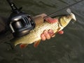 Fishing with baitcasting reel Royalty Free Stock Photo