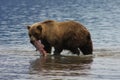 Fishing bear Royalty Free Stock Photo