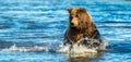 Fishing Bear Royalty Free Stock Photo