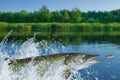 Fishing. Big pike fish jumping with splashing in water Royalty Free Stock Photo