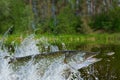 Fishing. Big pike fish jumping with splashing in water Royalty Free Stock Photo