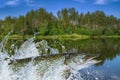 Fishing. Big pike fish jumping with splashing in water Royalty Free Stock Photo