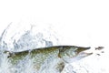 Fishing. Big pike fish jumping with splashing on white background Royalty Free Stock Photo