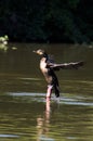 a fishing bird drying its wings Royalty Free Stock Photo