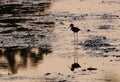 Fishing bird in shrimp farm Royalty Free Stock Photo