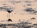 Fishing bird in shrimp farm Royalty Free Stock Photo