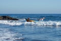 Fishing Boat Returns with the Catch Royalty Free Stock Photo