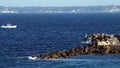 Fishing boat returns to port with seagulls