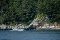 Fishing boat sails pass pine trees island Royalty Free Stock Photo