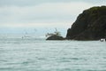 Fishing boat surrounded by black-headed gulls in the sea. Royalty Free Stock Photo