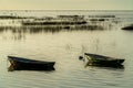 Fishing boats at anchor in the reeds in the shallow waters of the Gulf of Finland.