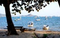 Fishing boats on the beach and big tree on the seashore. Royalty Free Stock Photo