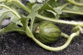 Young watermelon growing in the garden.