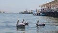 Fishing boats and Pelicans in Paracas. Ica, Peru Royalty Free Stock Photo