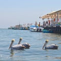 Fishing boats and Pelicans in Paracas harbour. Ica, Peru Royalty Free Stock Photo