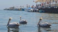 Fishing boats and Pelicans in Paracas harbour. Ica, Peru Royalty Free Stock Photo