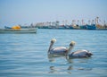 Fishing boats and Pelicans in Paracas harbour. Ica, Peru Royalty Free Stock Photo