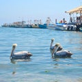 Fishing boats and Pelicans in Paracas harbour. Ica, Peru Royalty Free Stock Photo