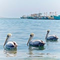 Fishing boats and Pelicans in Paracas harbour. Ica, Peru Royalty Free Stock Photo