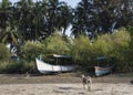 Fishing boats and running dogs on the sandy shore near the village in the jungles of India Royalty Free Stock Photo