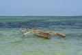 Fishing boats in the sea on the island of Zanzibar, Tanzania, East Africa. Travel and nature concept Royalty Free Stock Photo