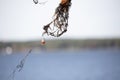 Fishing Bobber Caught in Tree Royalty Free Stock Photo