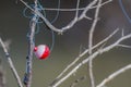 Fishing Bobber Entangled in the Dried Tree Branches Royalty Free Stock Photo