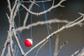 Fishing Bobber Entangled in the Dried Tree Branches Royalty Free Stock Photo