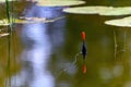 Fishing bobber floating in the small pond. Fishing float in the lake Royalty Free Stock Photo