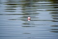 Fishing bobber floating on the water Royalty Free Stock Photo