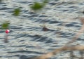 Fishing Bobber on Rough Water Royalty Free Stock Photo