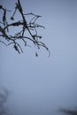 Fishing Bobber Stuck in a Tree Royalty Free Stock Photo