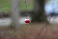 Fishing Bobbers caught in a tree Royalty Free Stock Photo