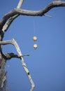 Fishing Bobbers in a Tree Royalty Free Stock Photo