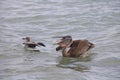 Fishing Brown Pelican Royalty Free Stock Photo